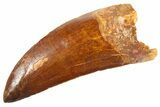 Serrated Carcharodontosaurus Tooth #336061-1